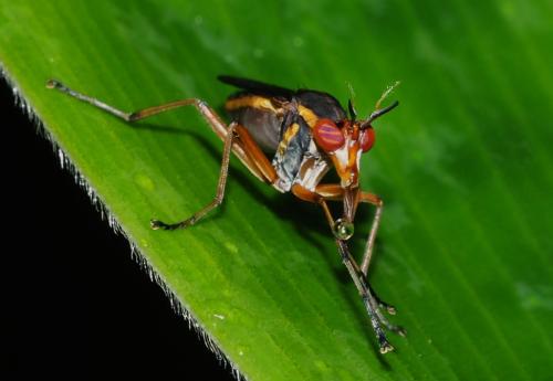 Réf. 354 280 : Thecomyia longicornis